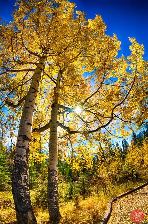 Fall Weekend in The Rockies - Part 2 - Alberta Landscape Photography — MiKSMedia Photography