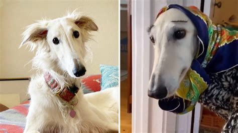 Esper the Borzoi Dog Is a Star on Instagram (You'll See Why!)