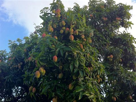 Yup it is a Mango Tree - they grow near our Palm Grove Villa Community. The Resort uses this ...