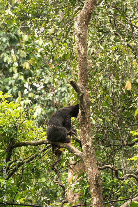 Picture of Sun bear at the Borneo Sun Bear Conservation Centre at ...