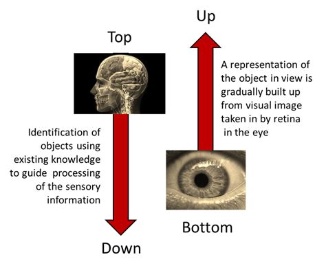 Perception Psychology