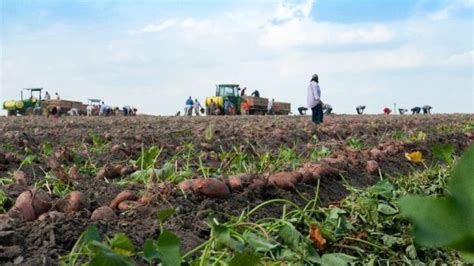 North Carolina Sweet Potato Harvest Down Sharply - Growing Produce