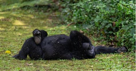 Conversation On Gorilla Conservation, Uganda