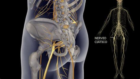 Nervio isquiático (ciático): anatomía, funciones y patologías