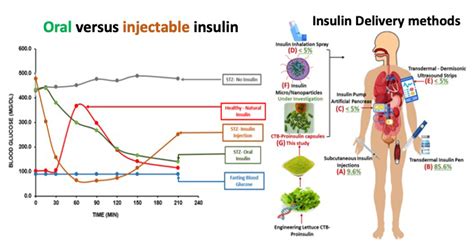 A plant-based, oral delivery of insulin regulates blood sugar levels similar to natural insulin ...