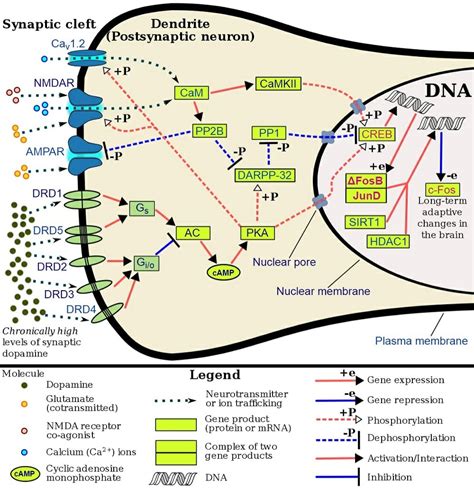 Calmodulin - Definition, Function and Structure | Biology Dictionary