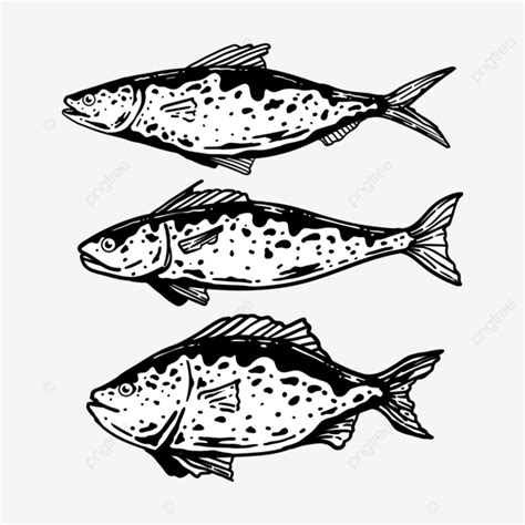 Black And White Fish Sketch, Fish Drawing, Fish Sketch, Fish PNG and Vector with Transparent ...