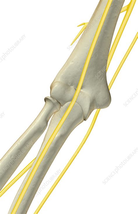 The nerves of the elbow - Stock Image - F001/8481 - Science Photo Library