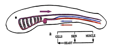 Evolution of fish lungs