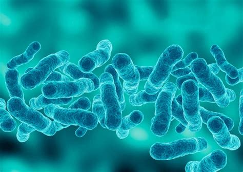 Legionella pneumophila qPCR assay - PCR Assays