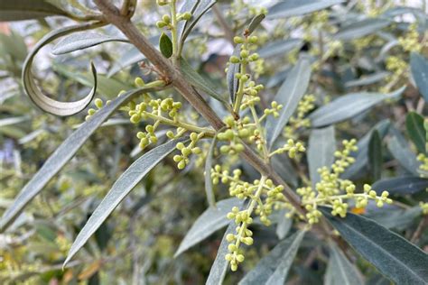 Fioritura dell'olivo, Sos maltempo - Difesa e diserbo - AgroNotizie