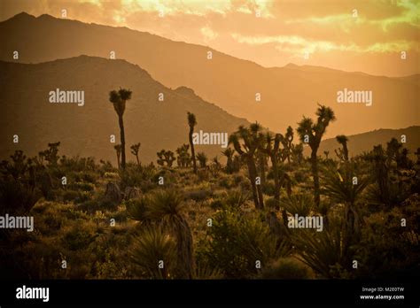 Cactus in desert landscape at sunset Stock Photo - Alamy