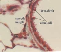 Lung | Microanatomy Web Atlas | Gwen V. Childs, Ph.D.