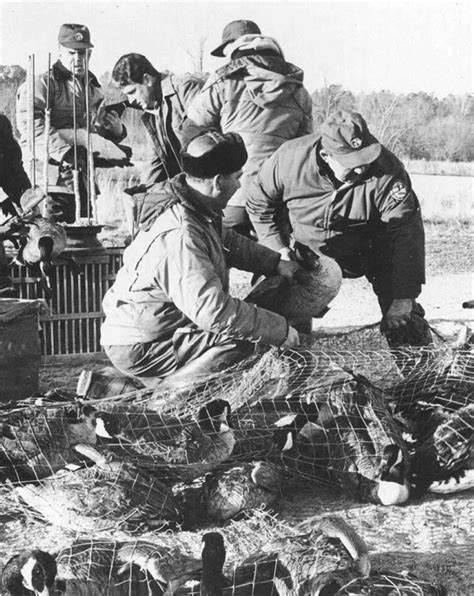 Free picture: historical, photo, people, goose, banding, operation