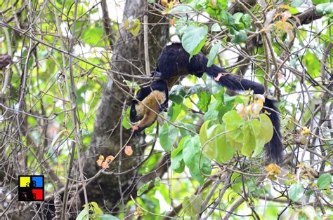 Black Giant Squirrel – Joys of Birding