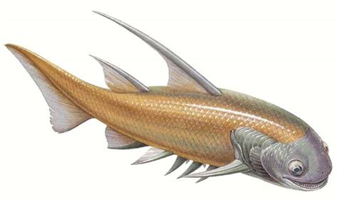 Art illustration - Aquatic animals - Acanthodii Parexus: It is an ...