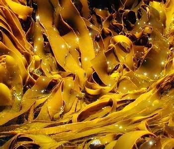 The Benefits of Seaweed for Thyroid