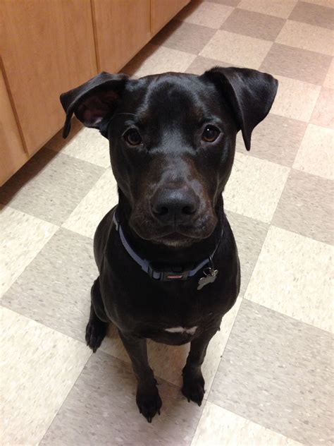 a black dog sitting on top of a kitchen floor