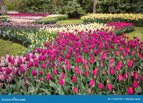 Colorful Tulips, Daffodils And Hyacinths Blooming In A Garden. Stock Photo - Image of botany ...