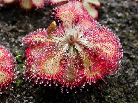 Planta carnívora: Drosera - Tendenzias.com