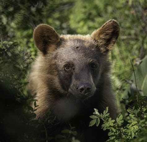 Study looks at black bear population in Region 2 | Valley Press/Mineral ...