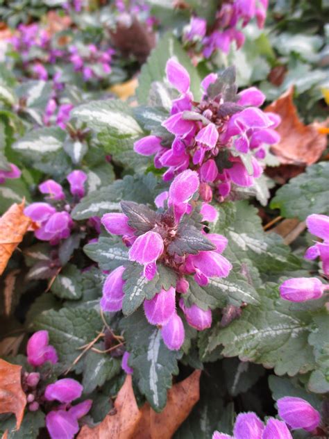 Lamium | Plants, Garden