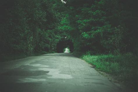 Free Photo: Green Tunnel of Trees - Road to Nowhere