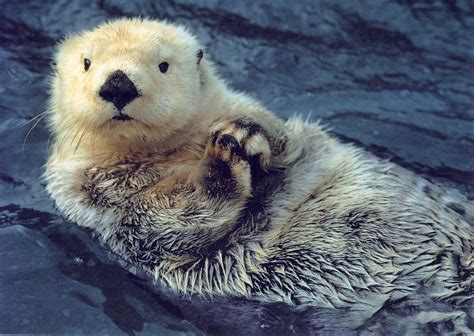 Sea otters have the densest fur of any animal. Their fur contains as ...