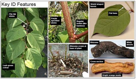 Japanese Knotweed (Fallopia japonica) :: Japanese Knotweed and Invasive Plant Control ...