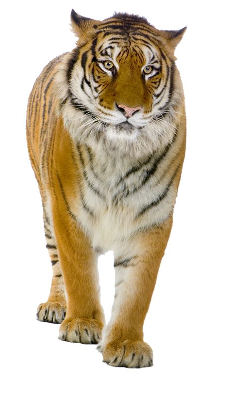 Tiger PNG by LG-Design on DeviantArt