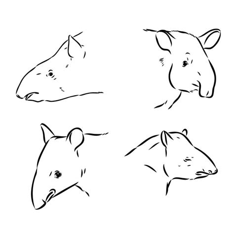 tapir vector sketch 36521525 Vector Art at Vecteezy