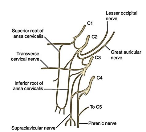 Cervical Plexus – Earth's Lab