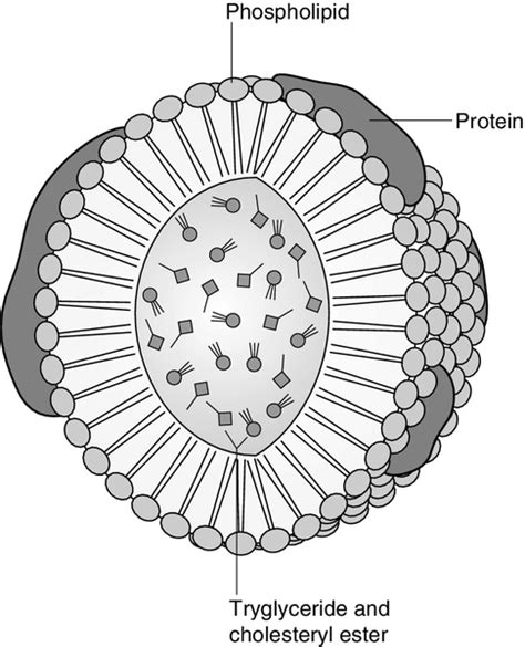 37: Lipids and disorders of lipoprotein metabolism | Clinical Gate