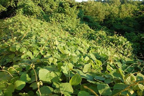 Kudzu, an Invasive Weed with Hidden Virtues - Eat The Planet