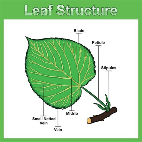 Leaf structure diagram, Structure leaf vector illustration. 20900604 Vector Art at Vecteezy