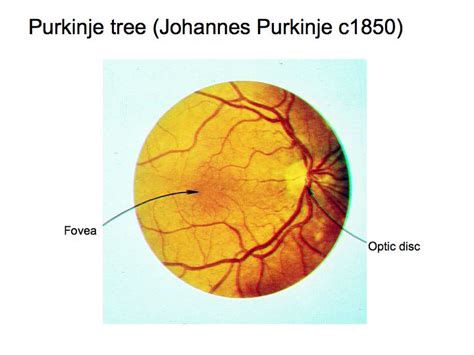 Perception Lecture Notes: The Retina