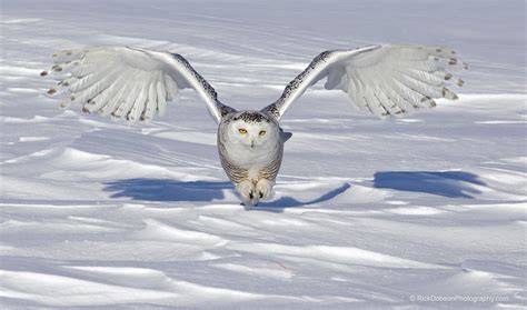 Snowy Owl | Snowy owl, Owl, Snowy