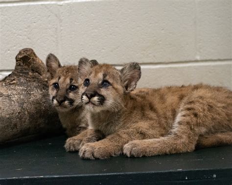 Cougar cubs, including University of Houston’s next live mascot, are ...