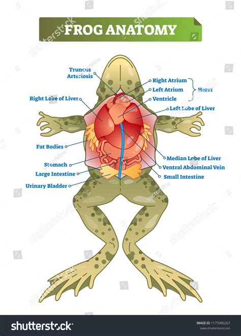 Frog Anatomy Labeled Vector Illustration Scheme: เวกเตอร์สต็อก (ปลอดค่าลิขสิทธิ์) 1175980267 ...