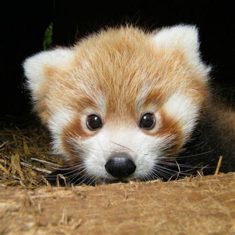 Baby Red Panda | Cute animals, Cute baby animals, Animals beautiful