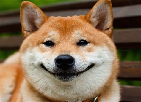 22 smiley dogs that will immediately lift your mood