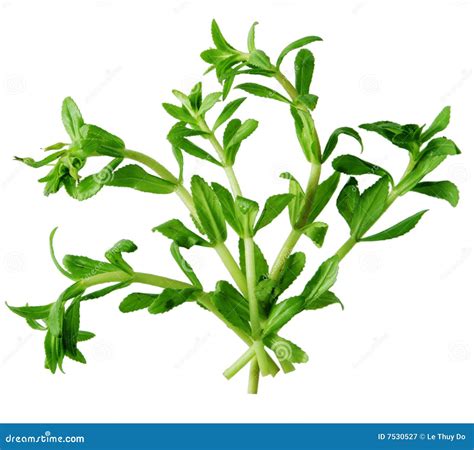 Paddy Rice Herb stock image. Image of cook, details, ingredient - 7530527