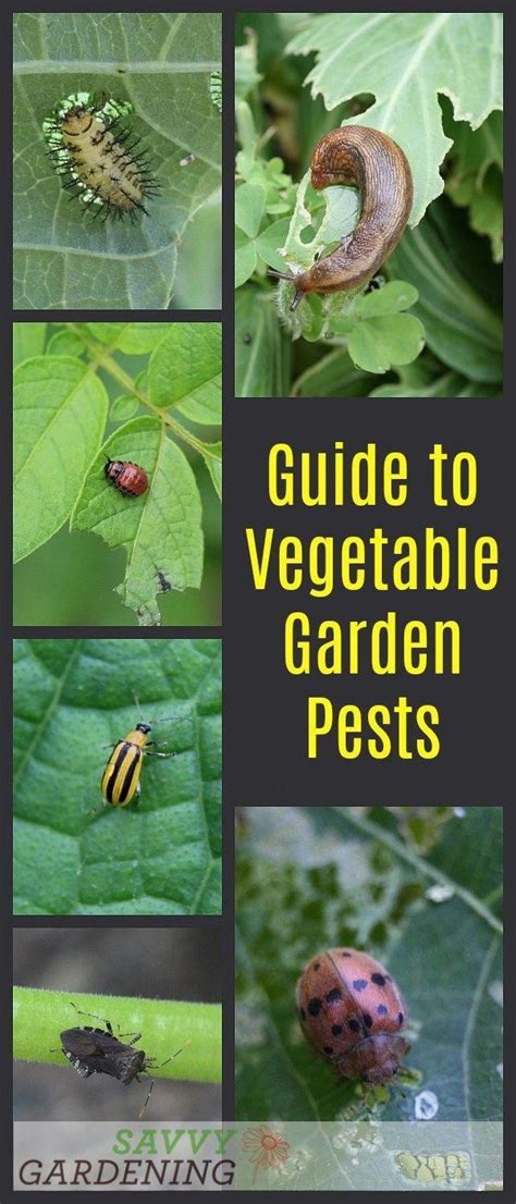 Guide to Vegetable Garden Pests: Identification and Organic Controls #gardenpesttips | Garden ...