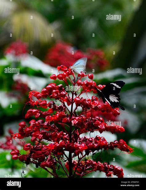 Butterflies in Gunung Mulu national park in Sarawak, Malaysia Stock ...