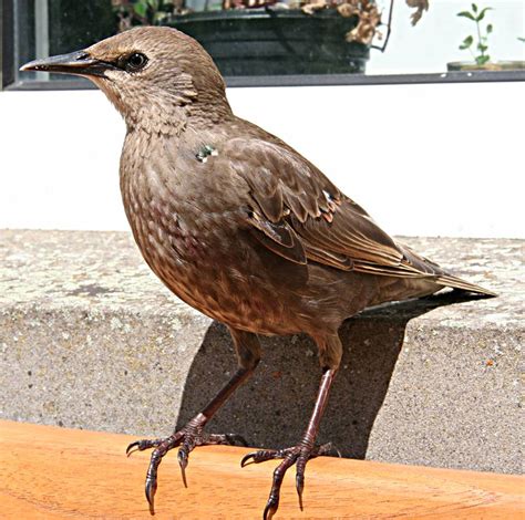 Sturnus vulgaris (Starling)