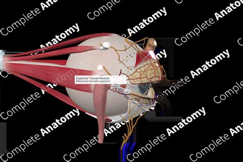 Superior Tarsal Muscle | Complete Anatomy