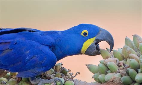 Pet Hyacinth Macaw: Personality, Diet, Habitat & Care - Lil Pet