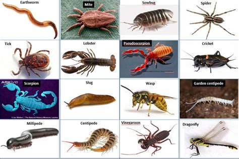 Arthropods Species, Types, Facts, Diet, Habitat, Reproduction, Lifespan ...