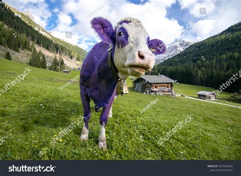 3,575 Violet cow 图片、库存照片和矢量图 | Shutterstock