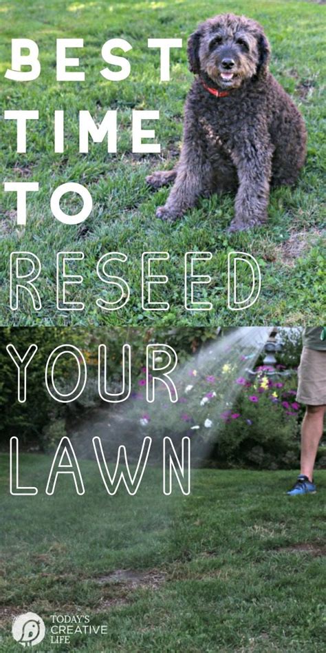 Best Time to Reseed Your Lawn - Today's Creative Life